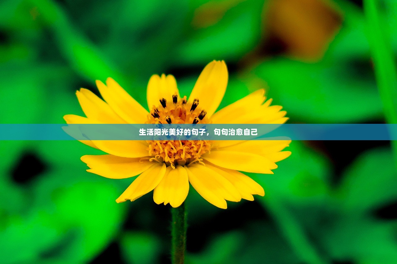 生活阳光美好的句子，句句治愈自己