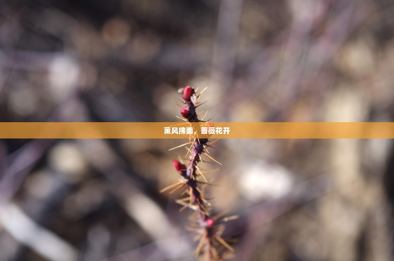 薰风拂面，蔷薇花开