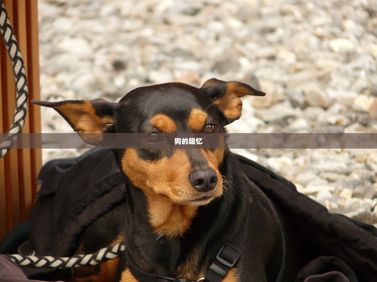 狗的趣忆