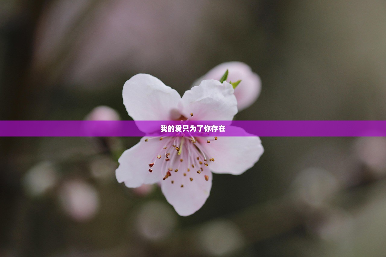 我的爱只为了你存在