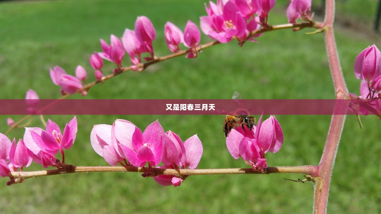 又是阳春三月天