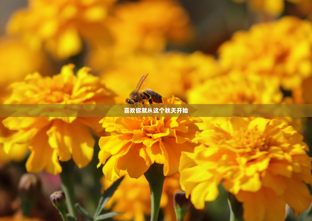 喜欢你就从这个秋天开始