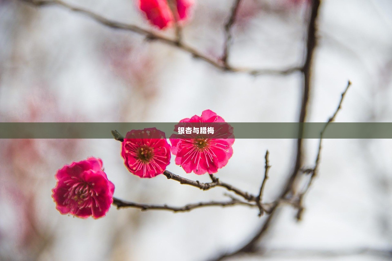 银杏与腊梅 第1张 银杏与腊梅 第1张