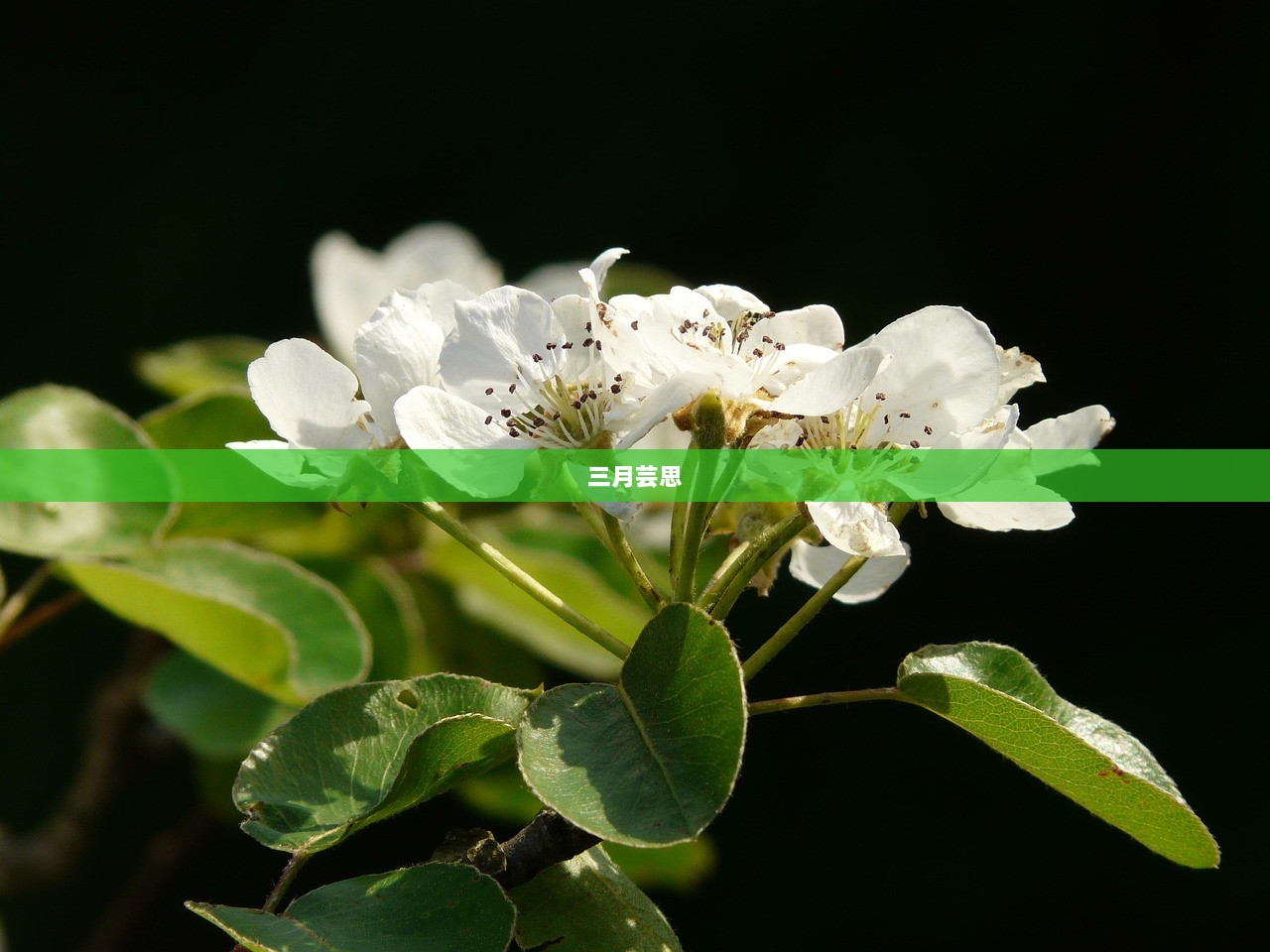 三月芸思