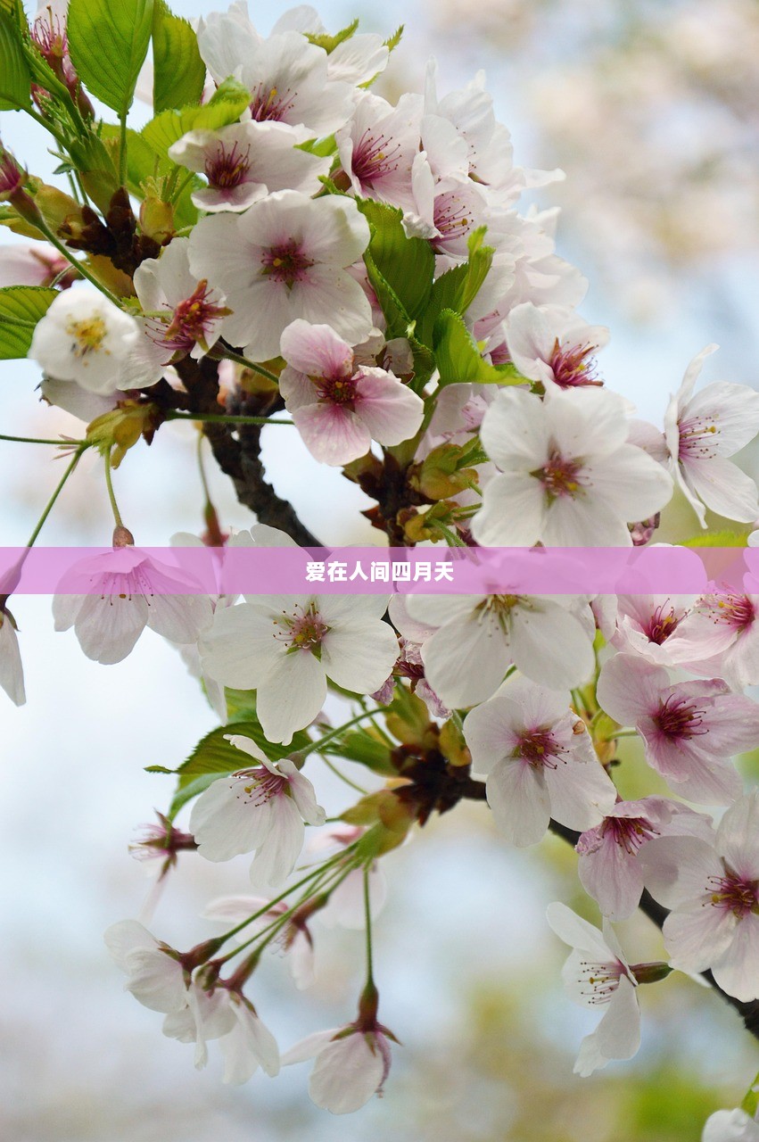 爱在人间四月天