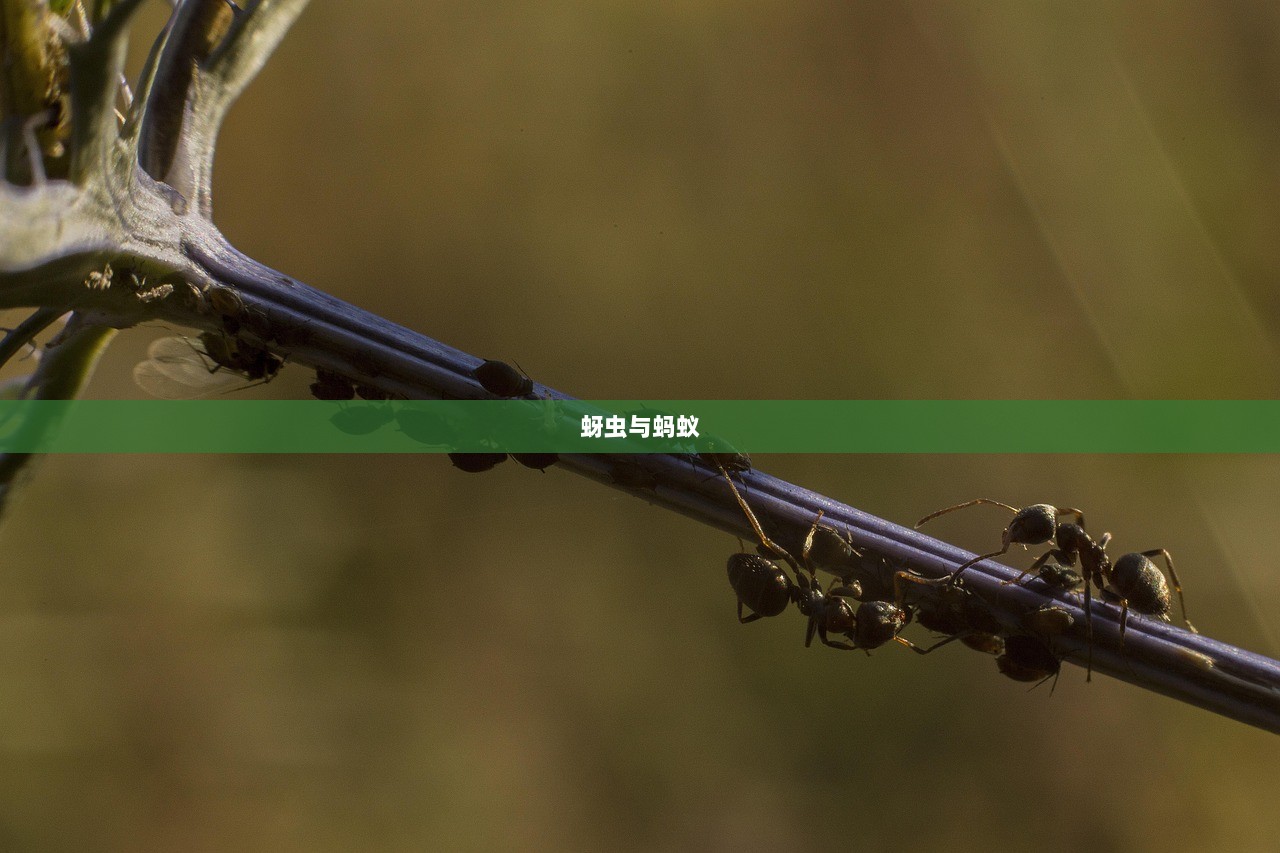 蚜虫与蚂蚁