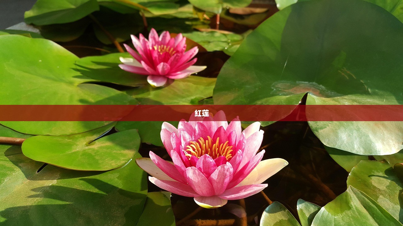 红莲 第1张 红莲 第1张