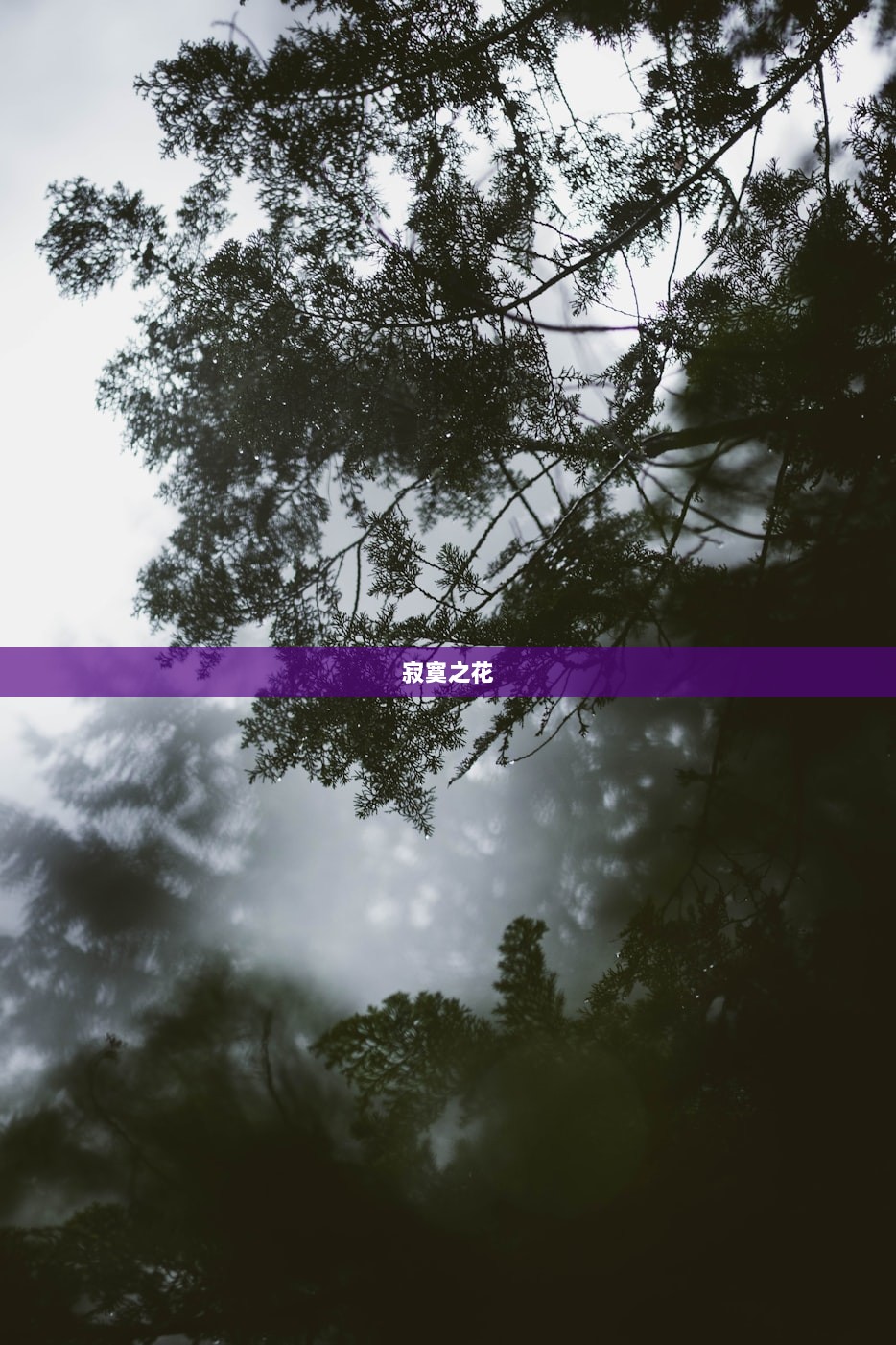 寂寞之花