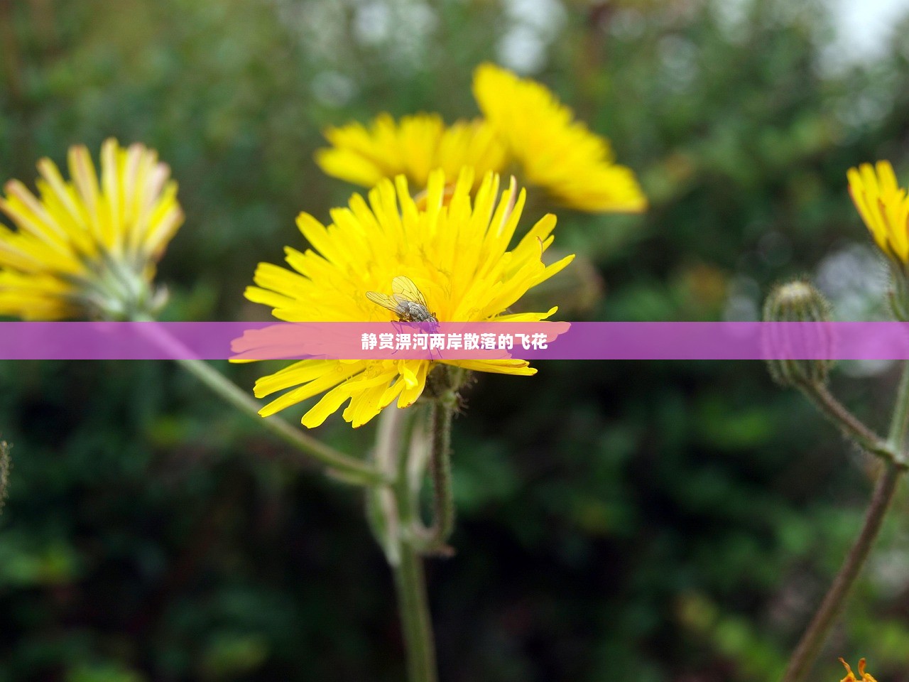 静赏淠河两岸散落的飞花