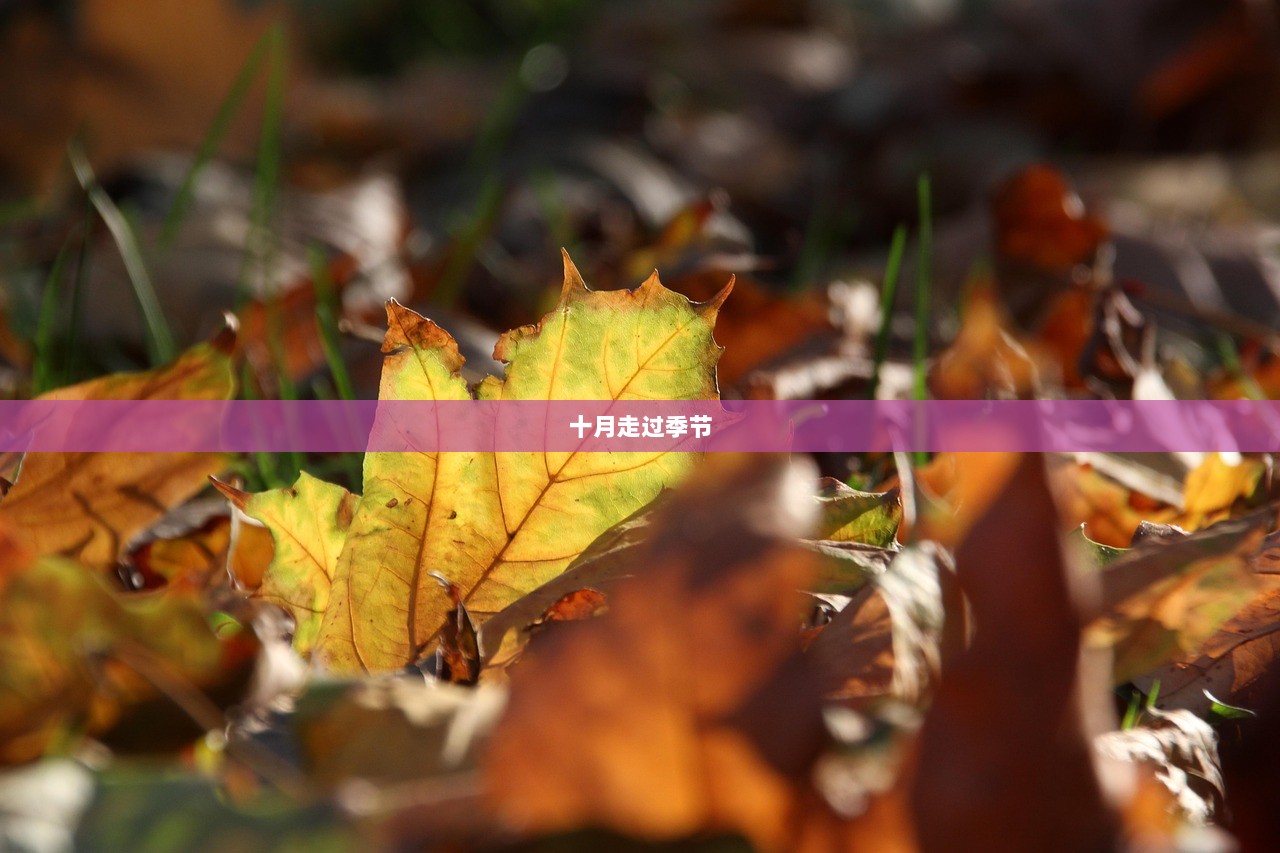 十月走过季节