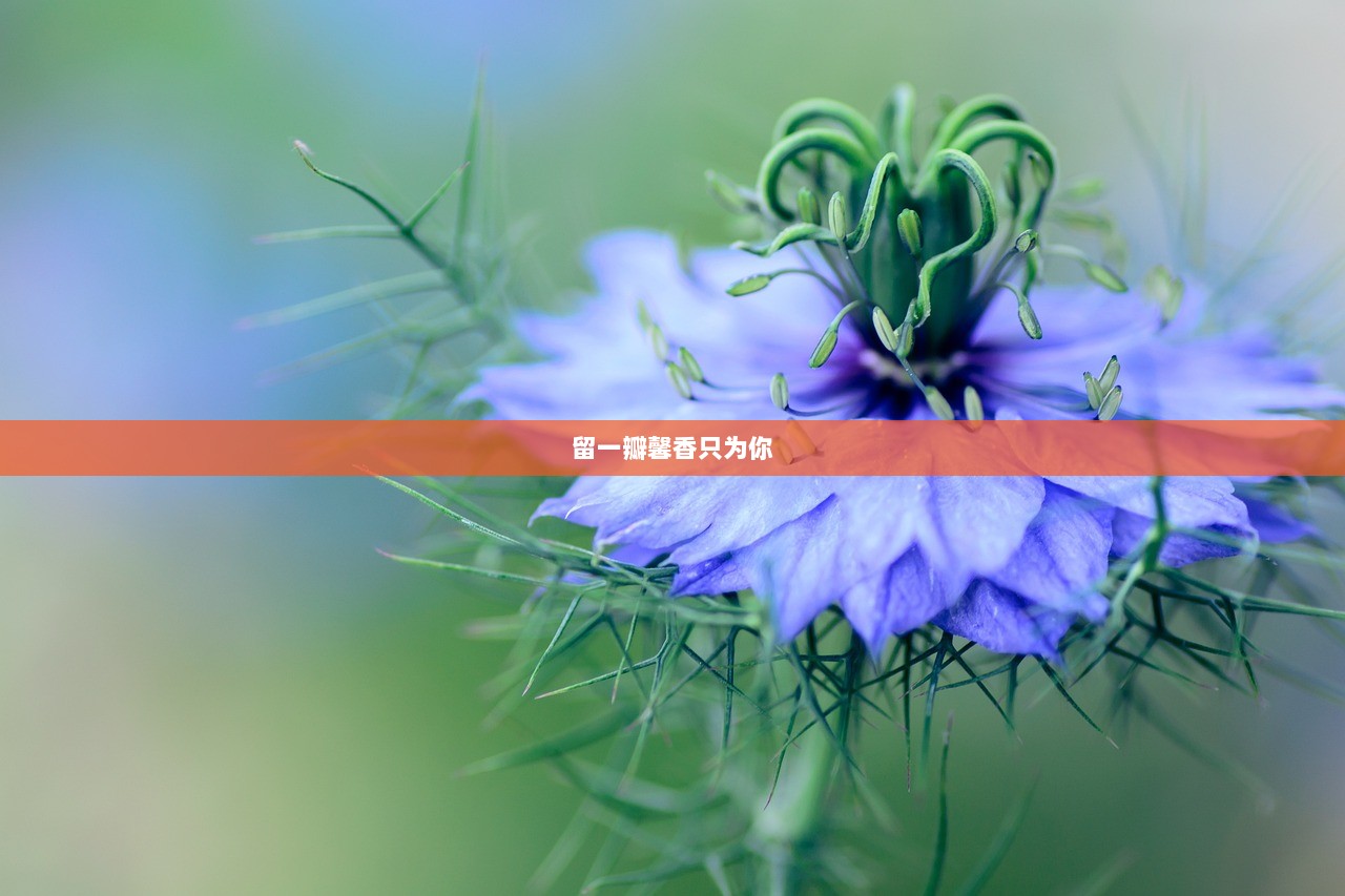 留一瓣馨香只为你