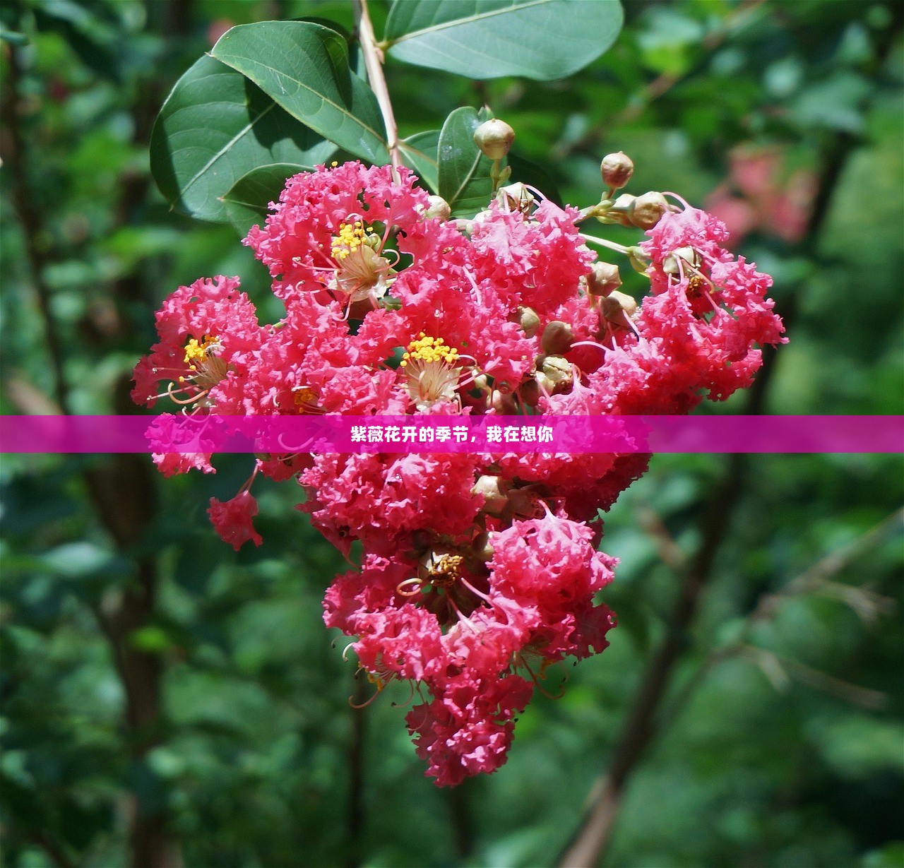 紫薇花开的季节，我在想你
