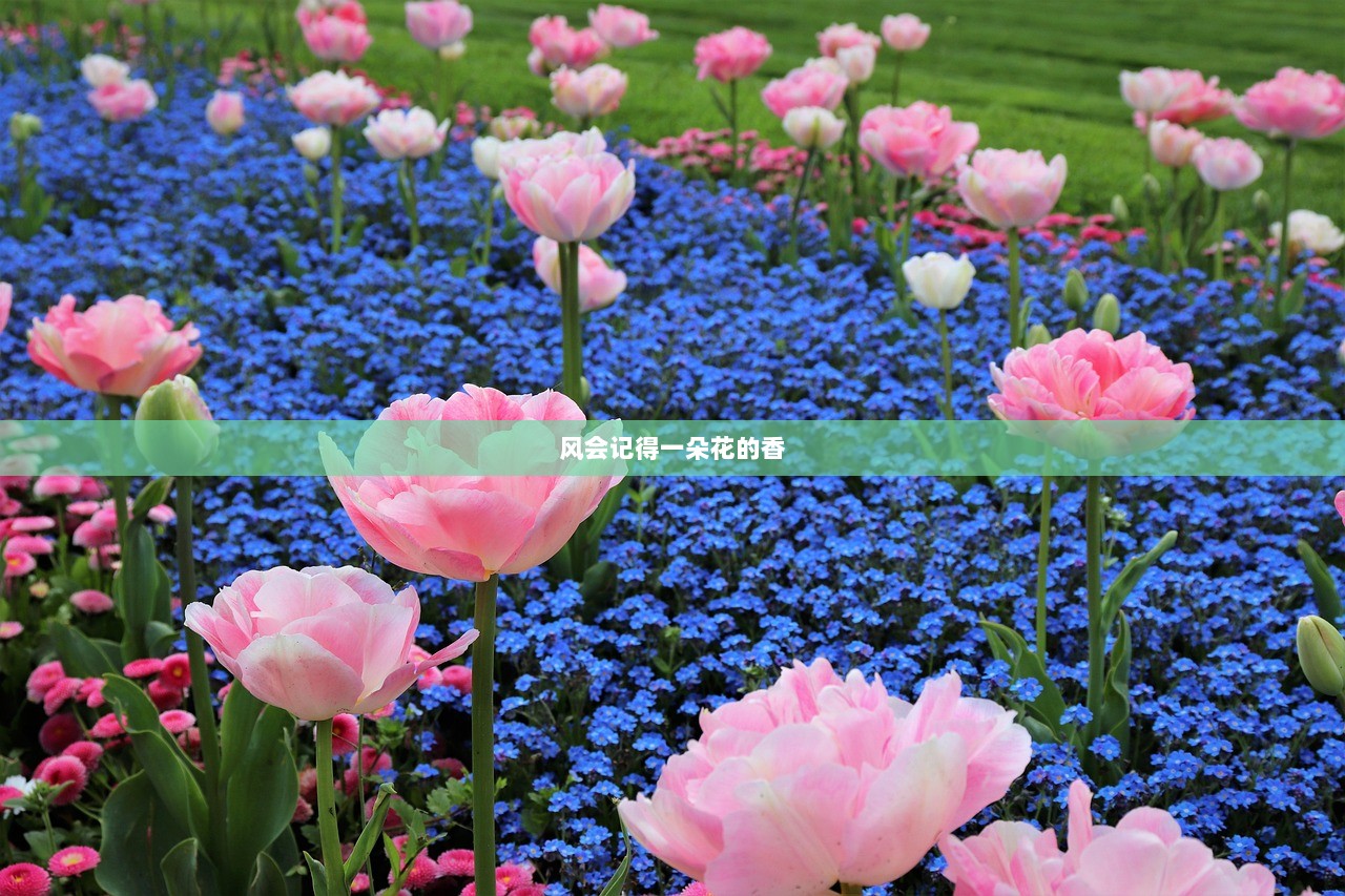 风会记得一朵花的香