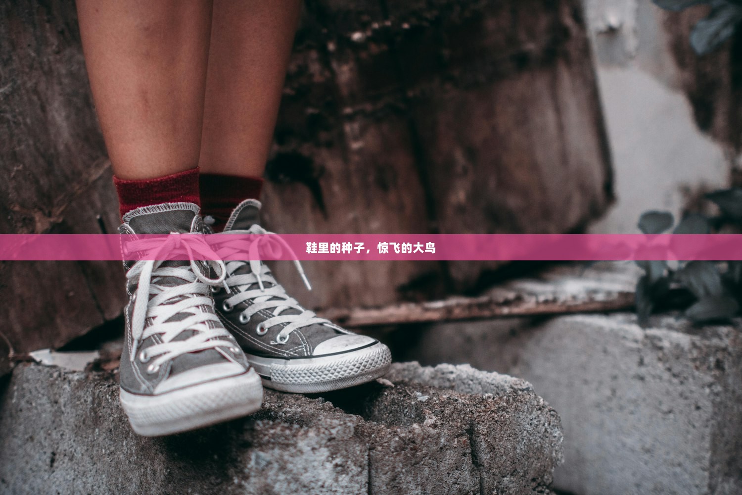 鞋里的种子，惊飞的大鸟