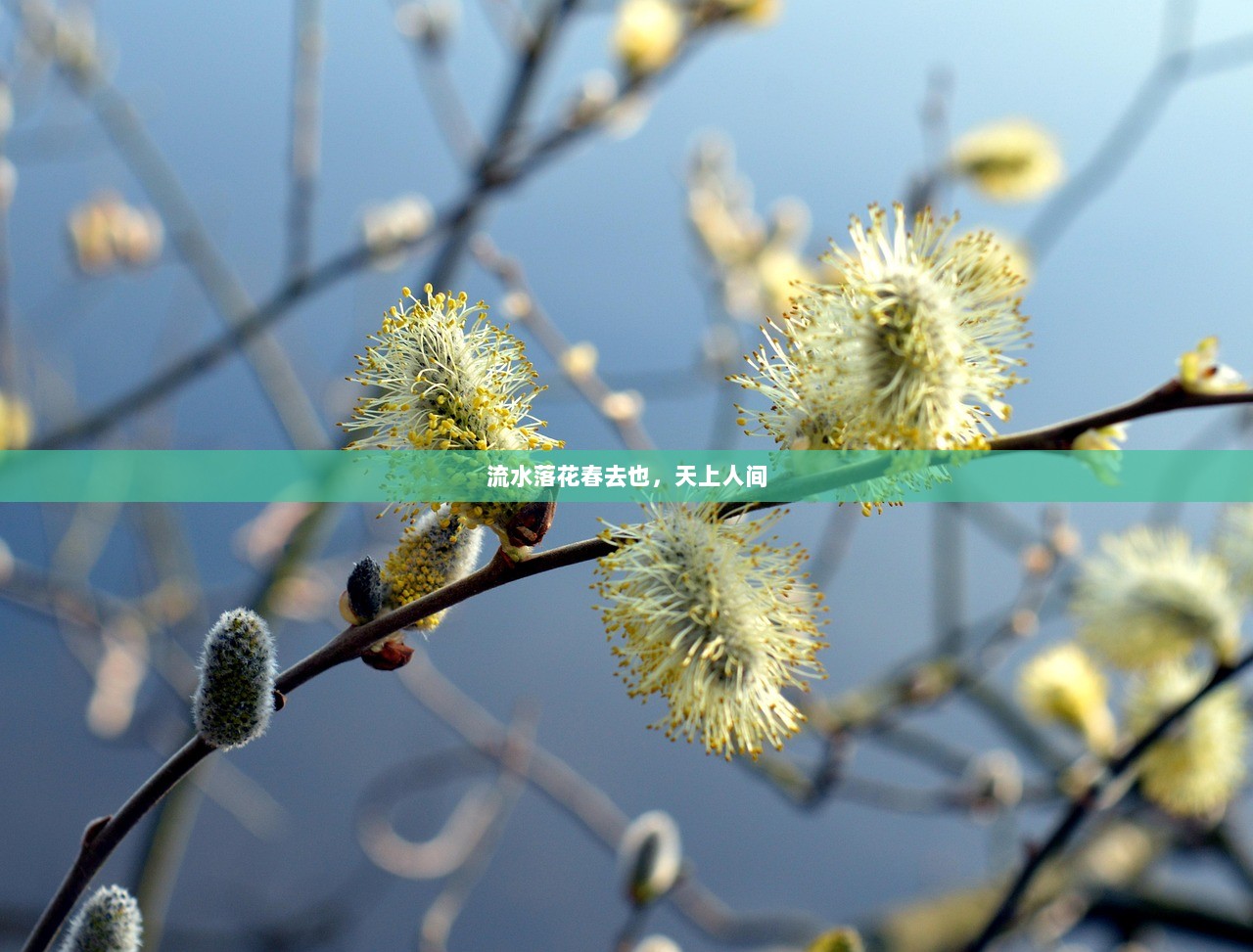 流水落花春去也，天上人间