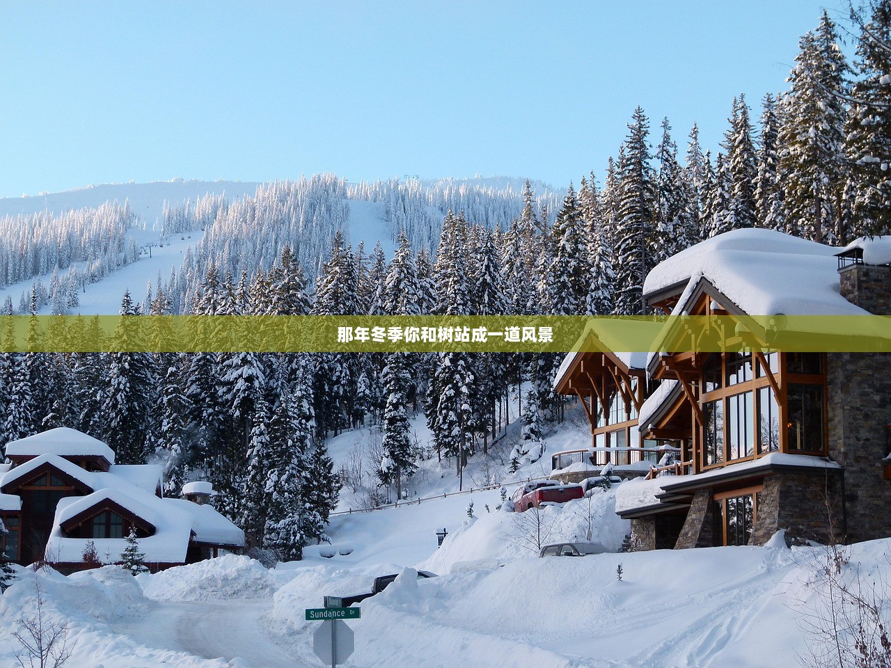 那年冬季你和树站成一道风景
