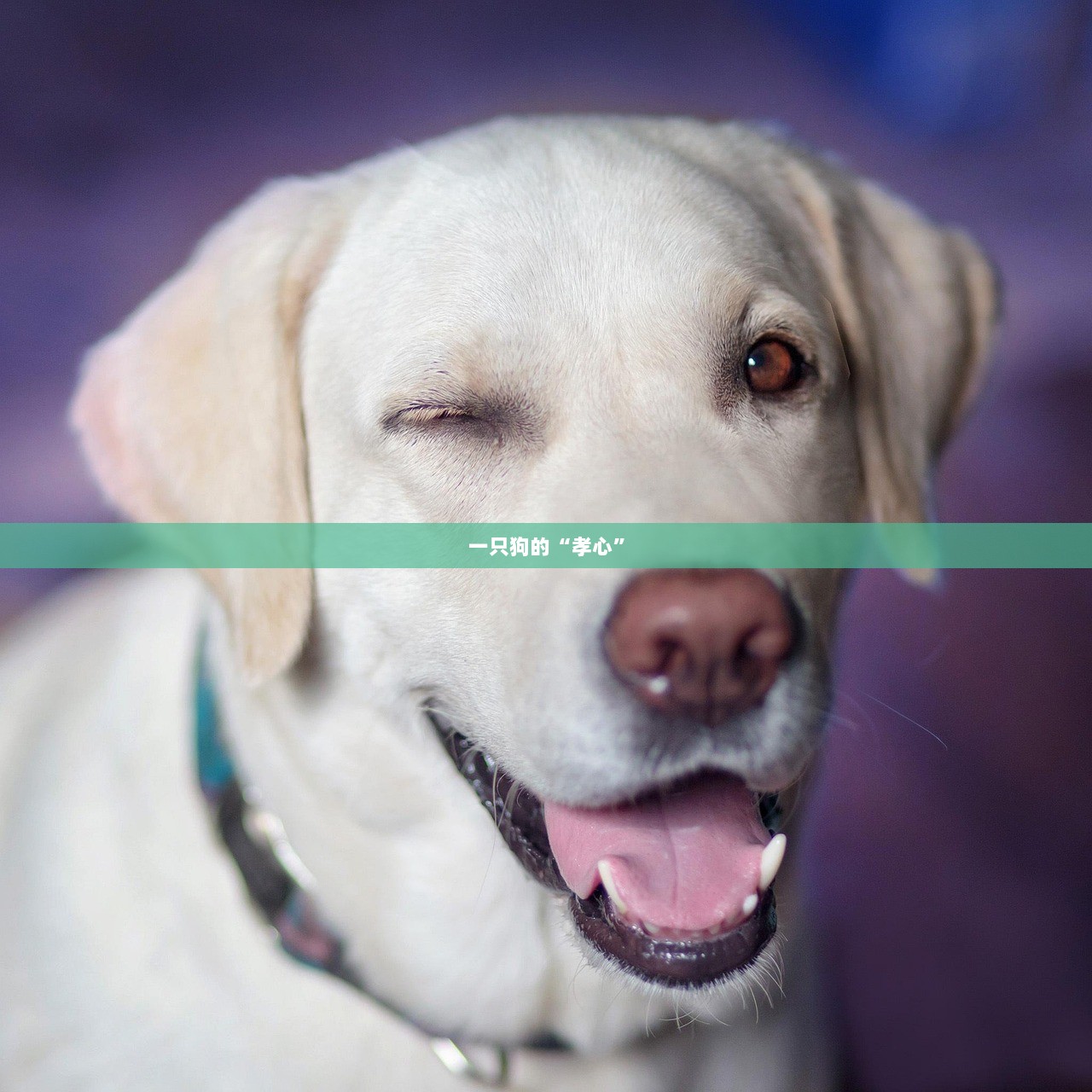 一只狗的“孝心”