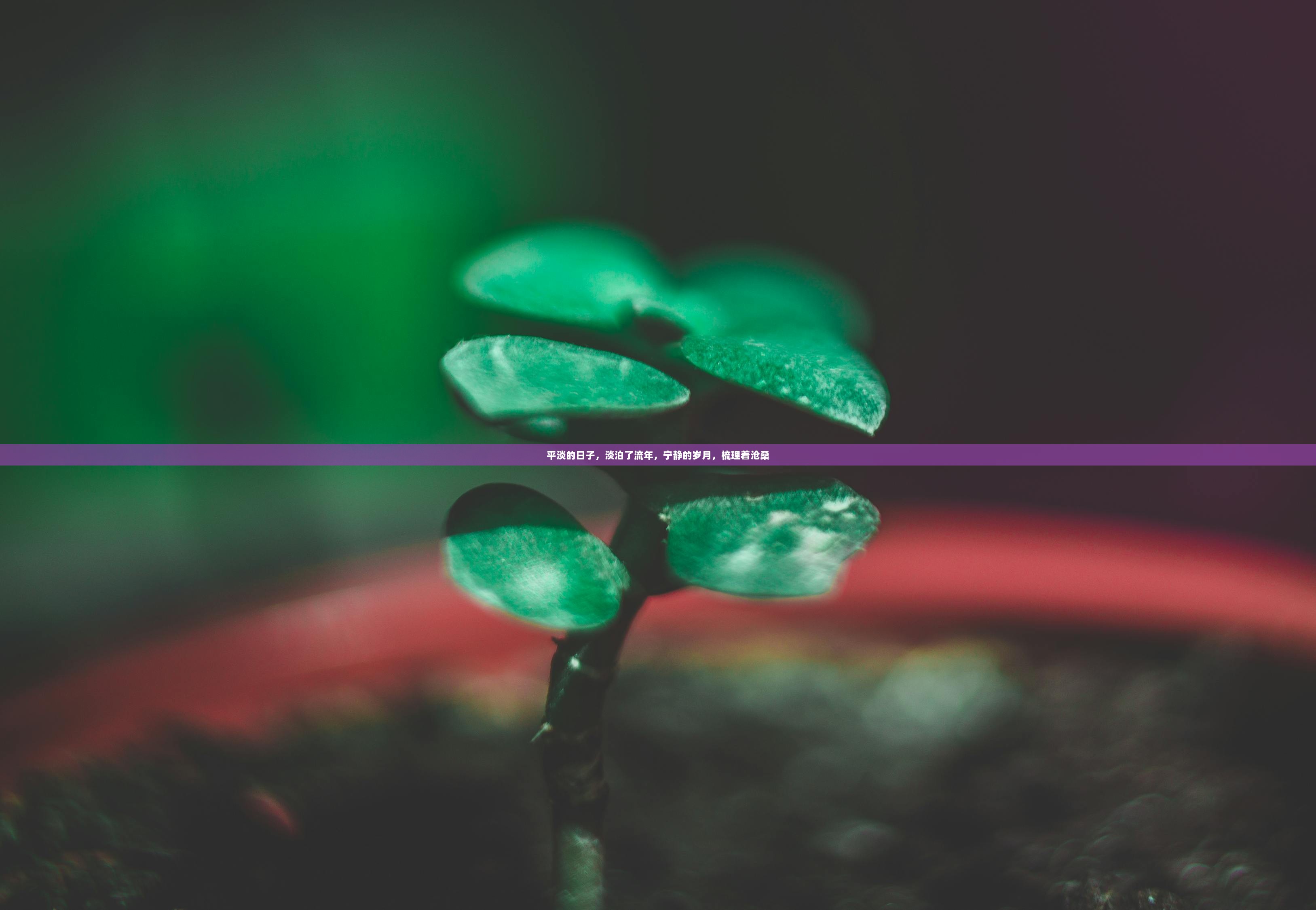 平淡的日子，淡泊了流年，宁静的岁月，梳理着沧桑