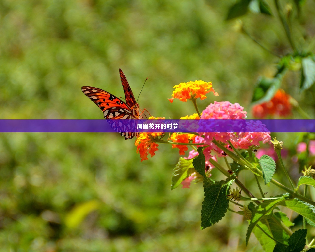 凤凰花开的时节