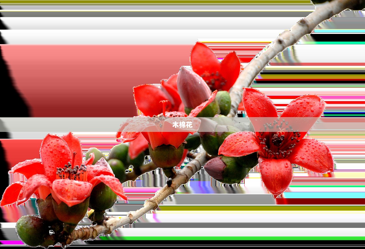 木棉花