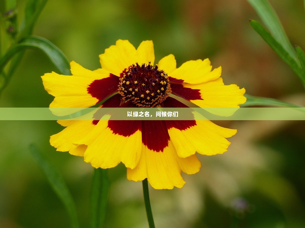 以绿之名，问候你们
