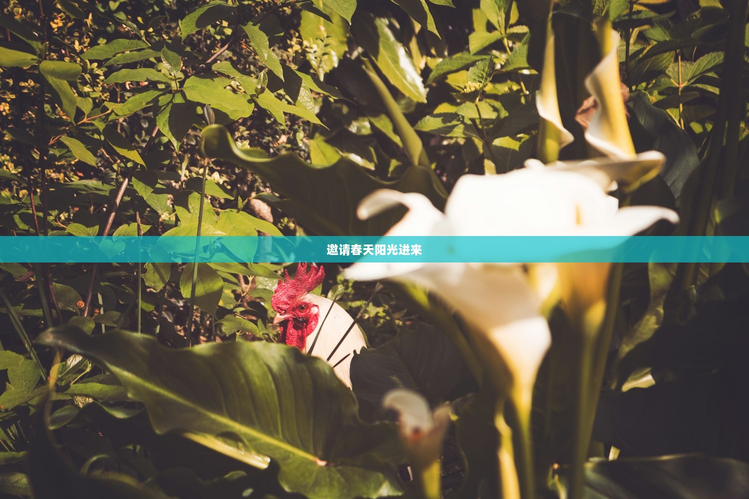邀请春天阳光进来