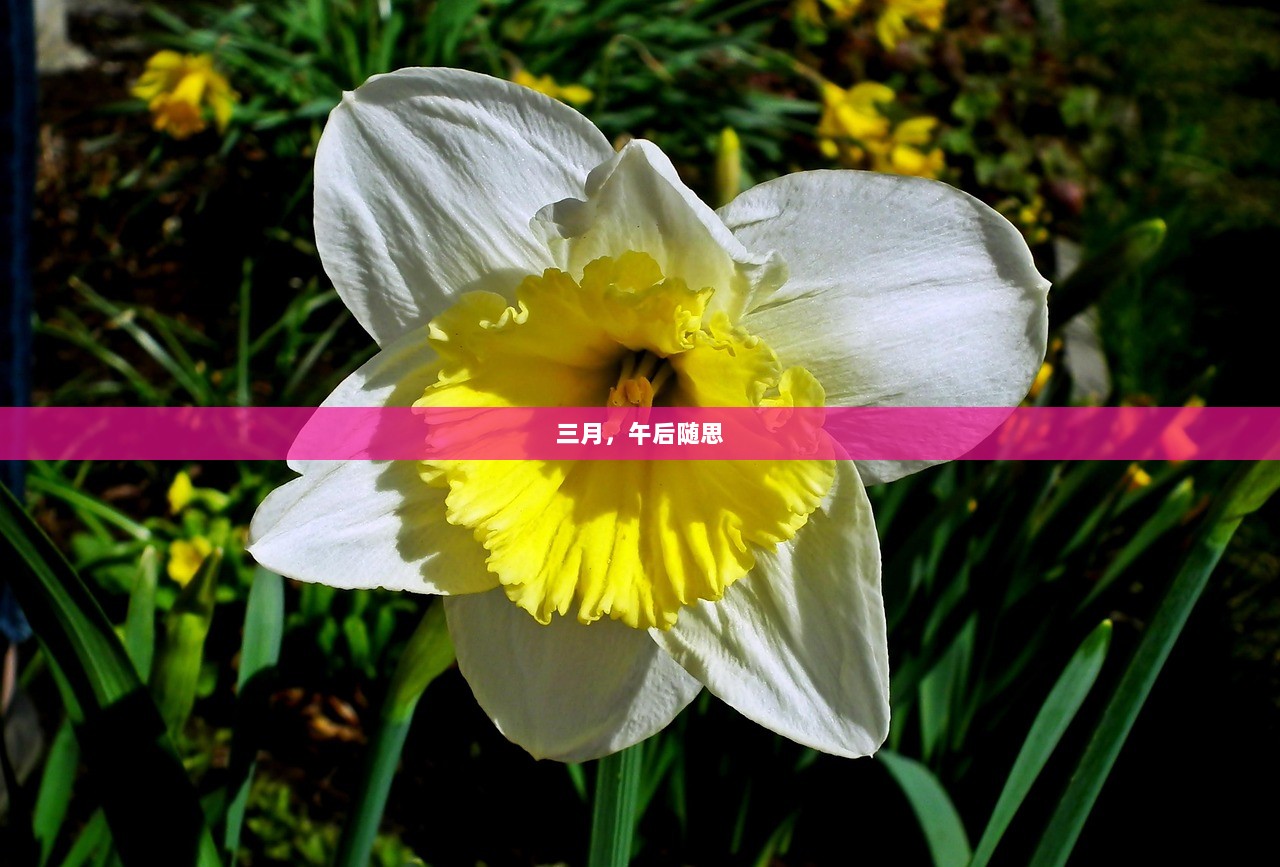 三月,午后随思 第1张 三月,午后随思 第1张