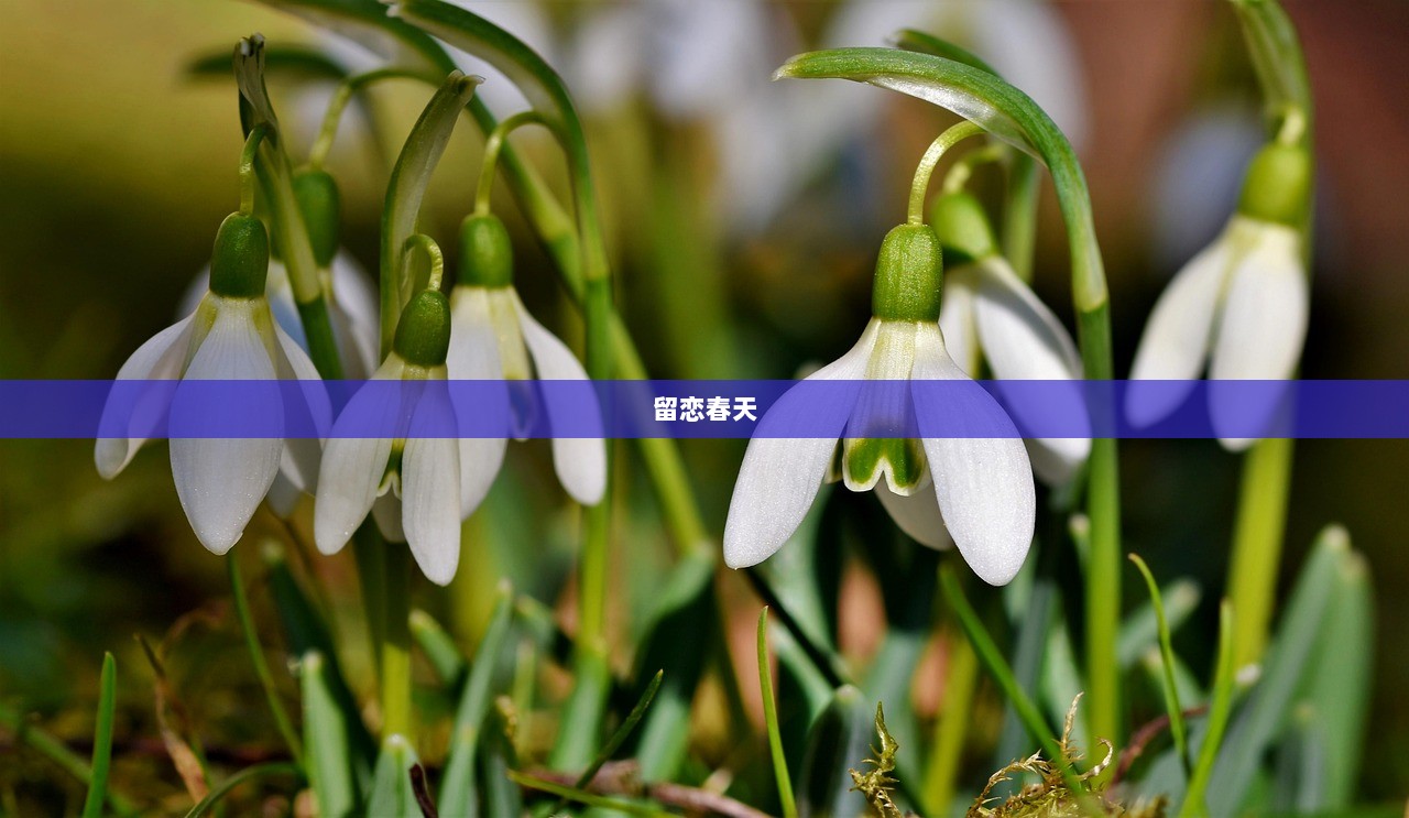 留恋春天
