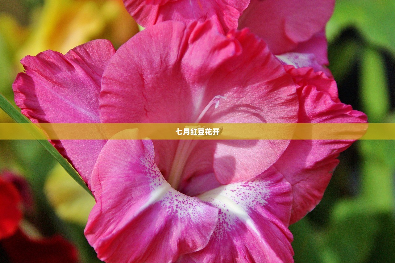 七月红豆花开