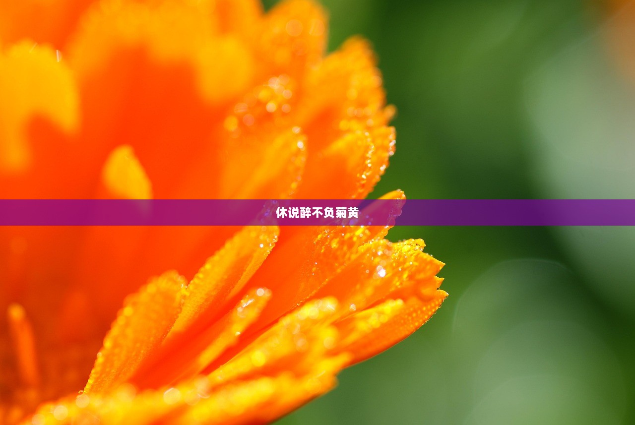 休说醉不负菊黄