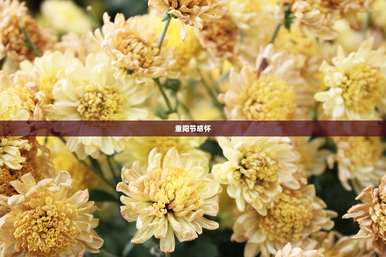 重阳节感怀