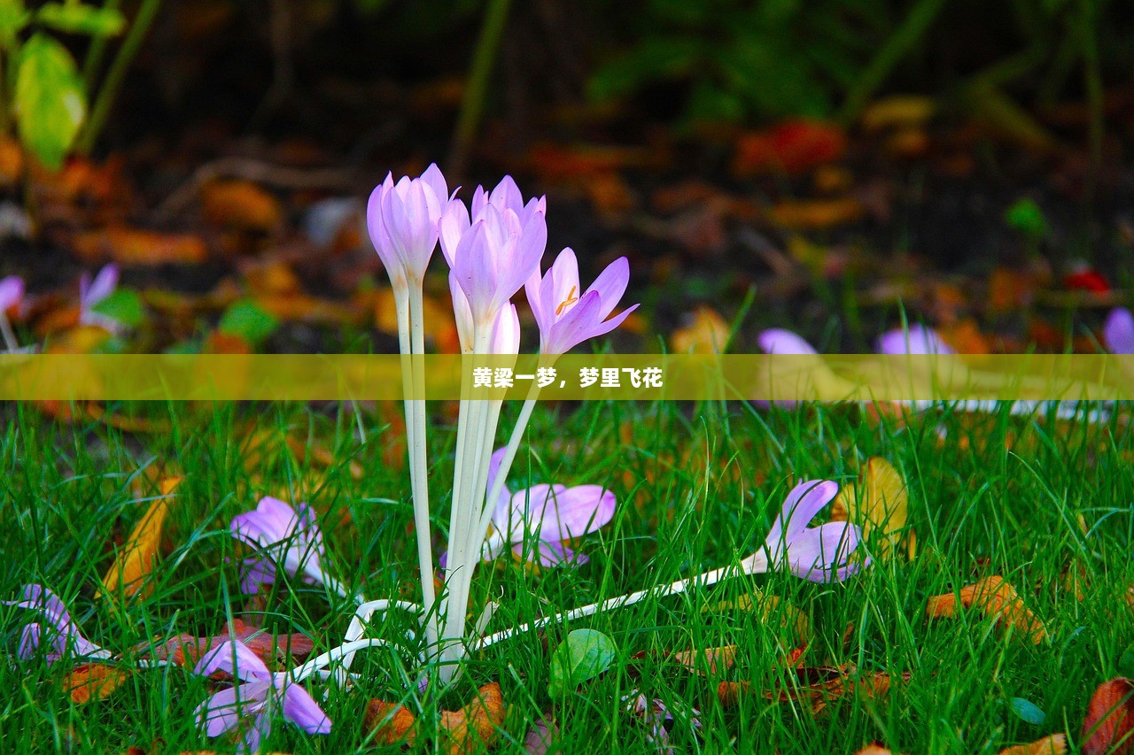 黄梁一梦，梦里飞花  第1张