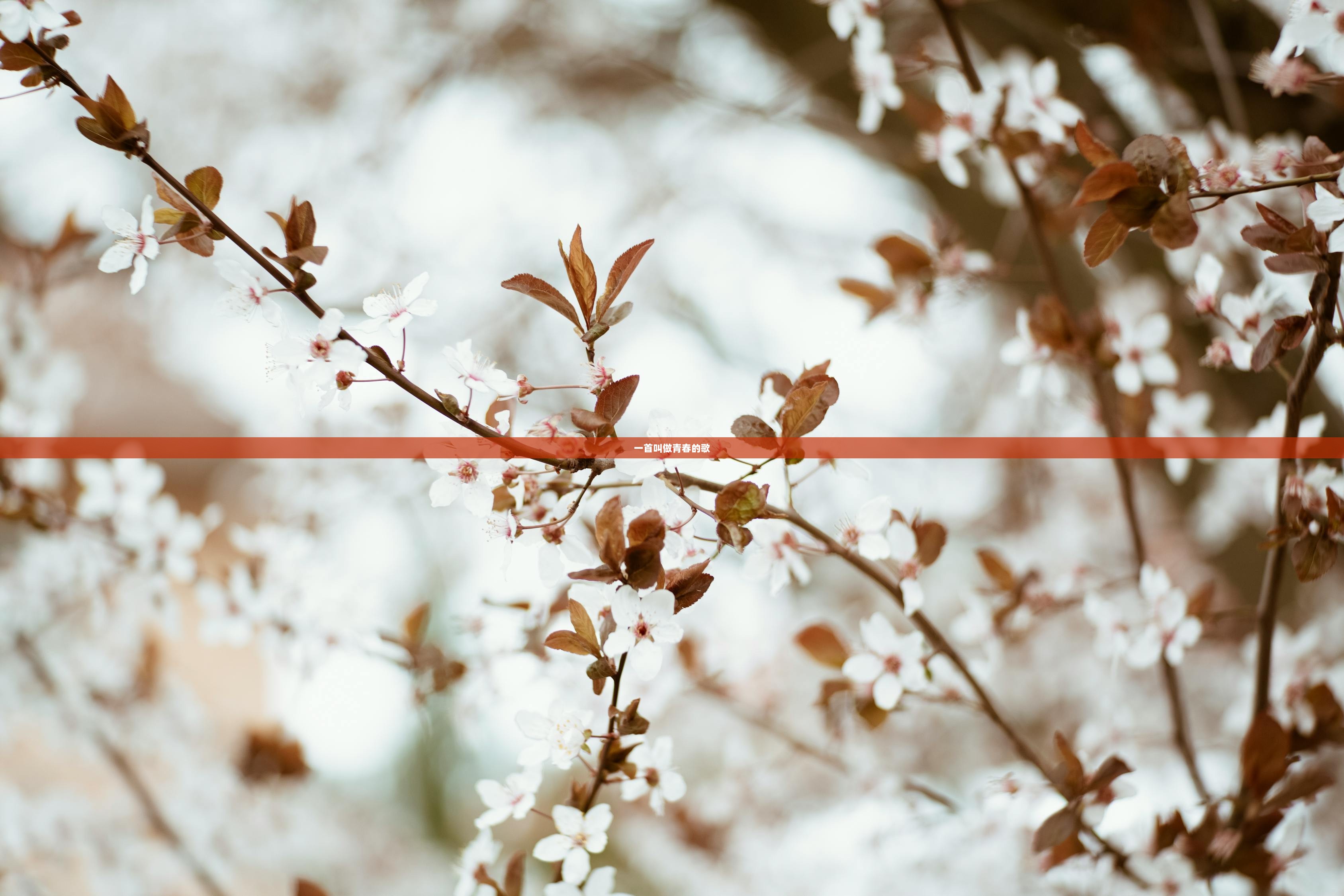 一首叫做青春的歌  第1张