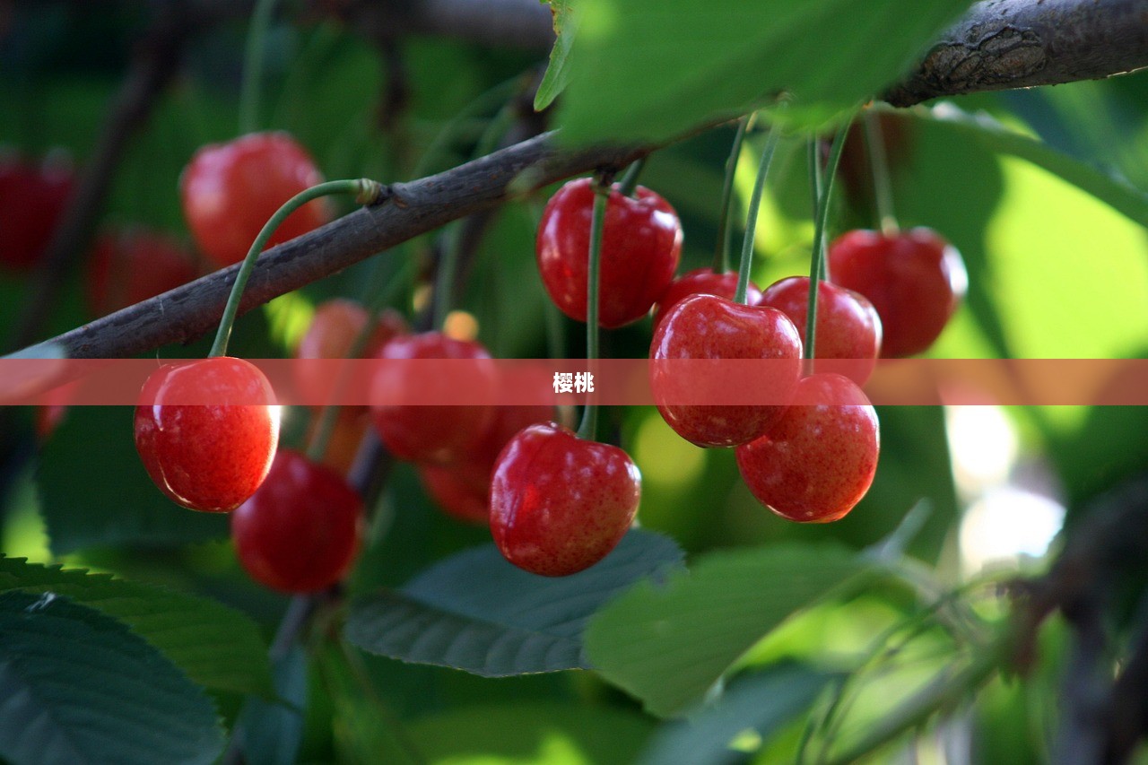 樱桃