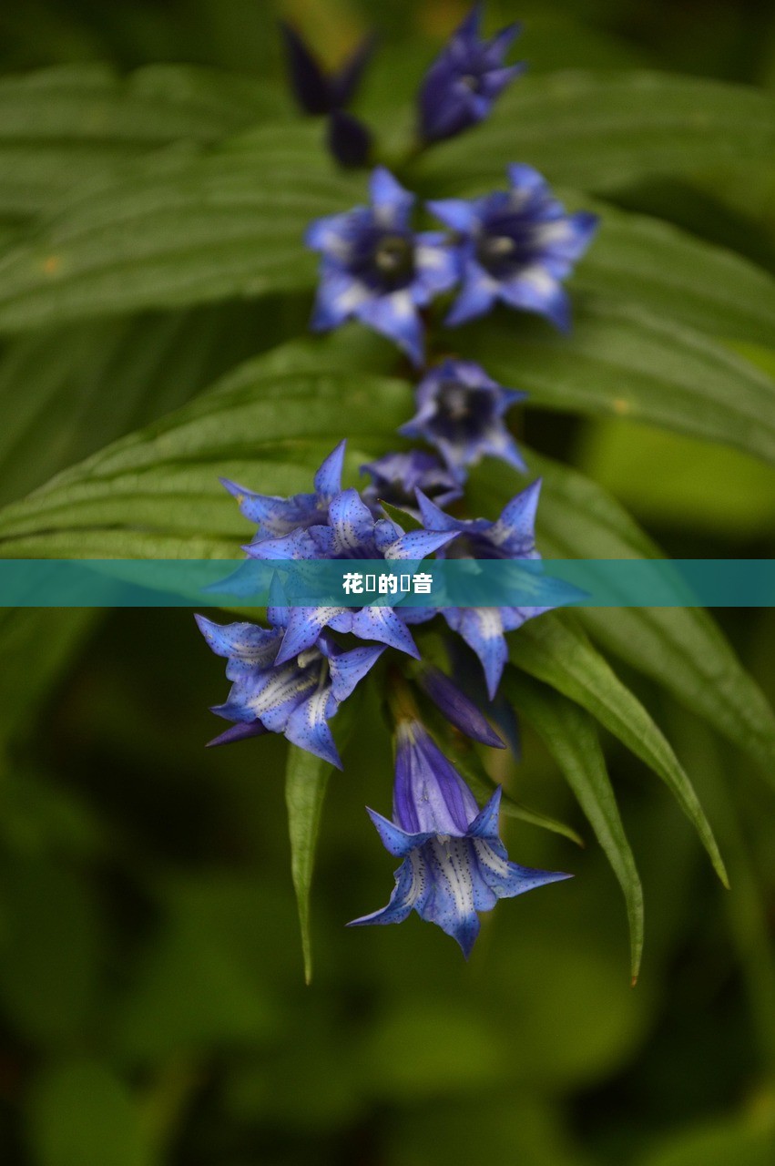 花開的聲音  第1张