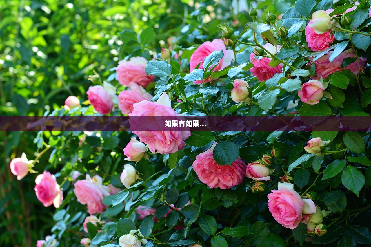 如果有如果...  第1张