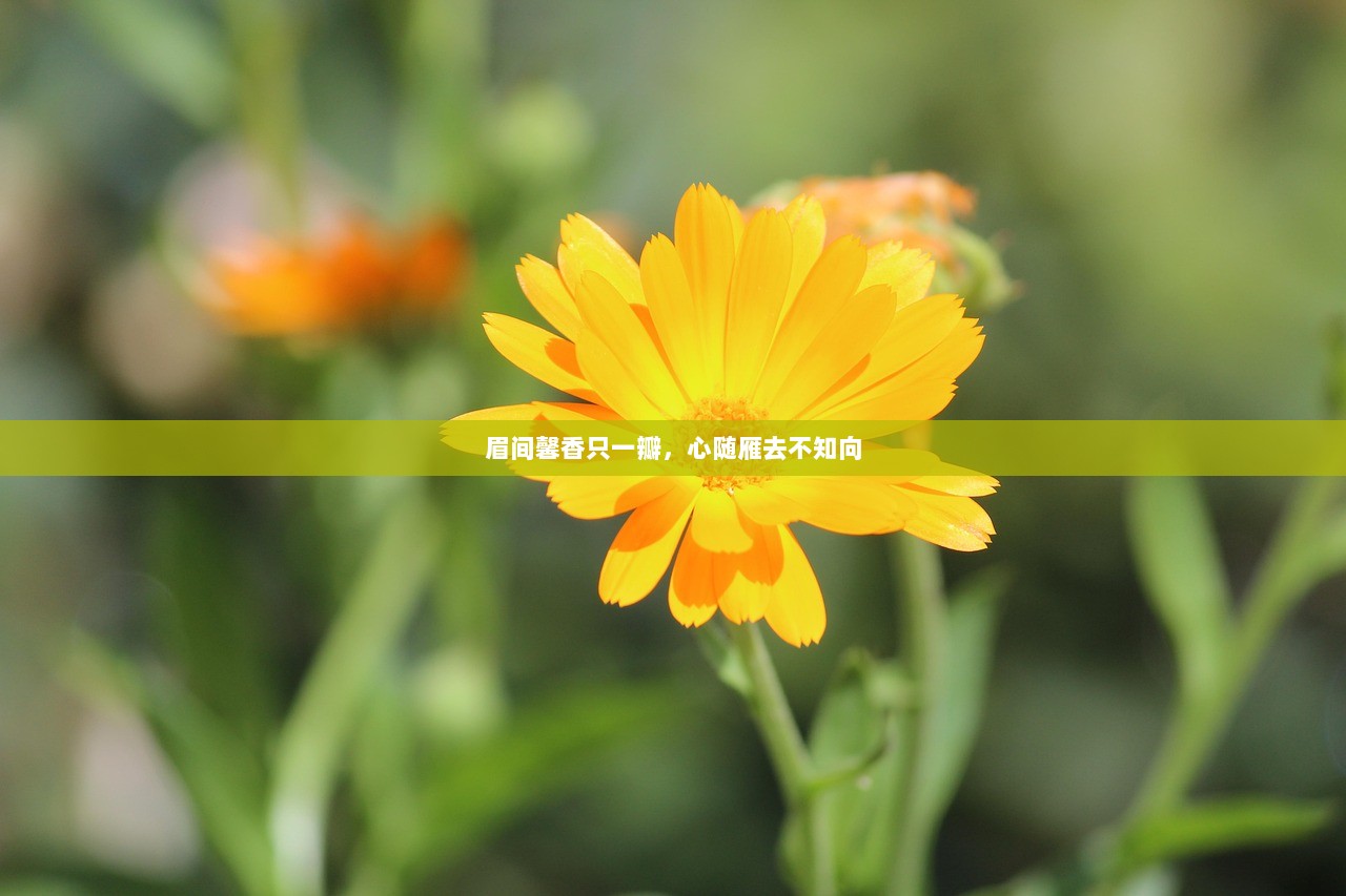 眉间馨香只一瓣，心随雁去不知向