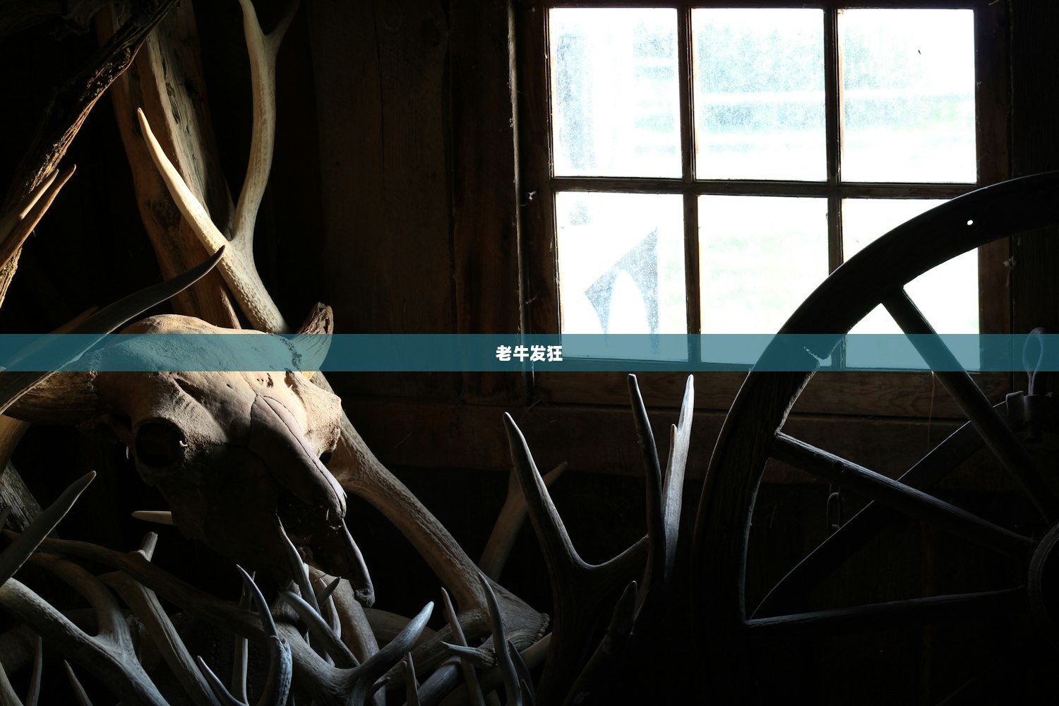 老牛发狂
