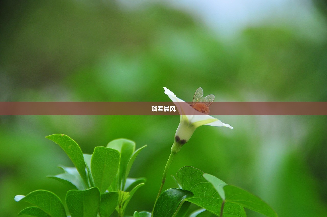 淡若晨风