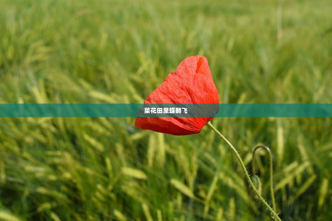 菜花田里蝶翻飞