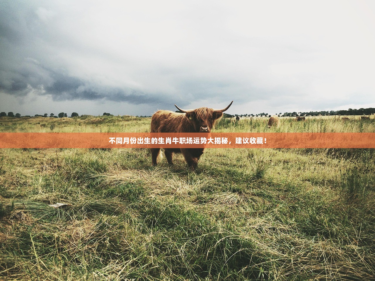 不同月份出生的生肖牛职场运势大揭秘，建议收藏！