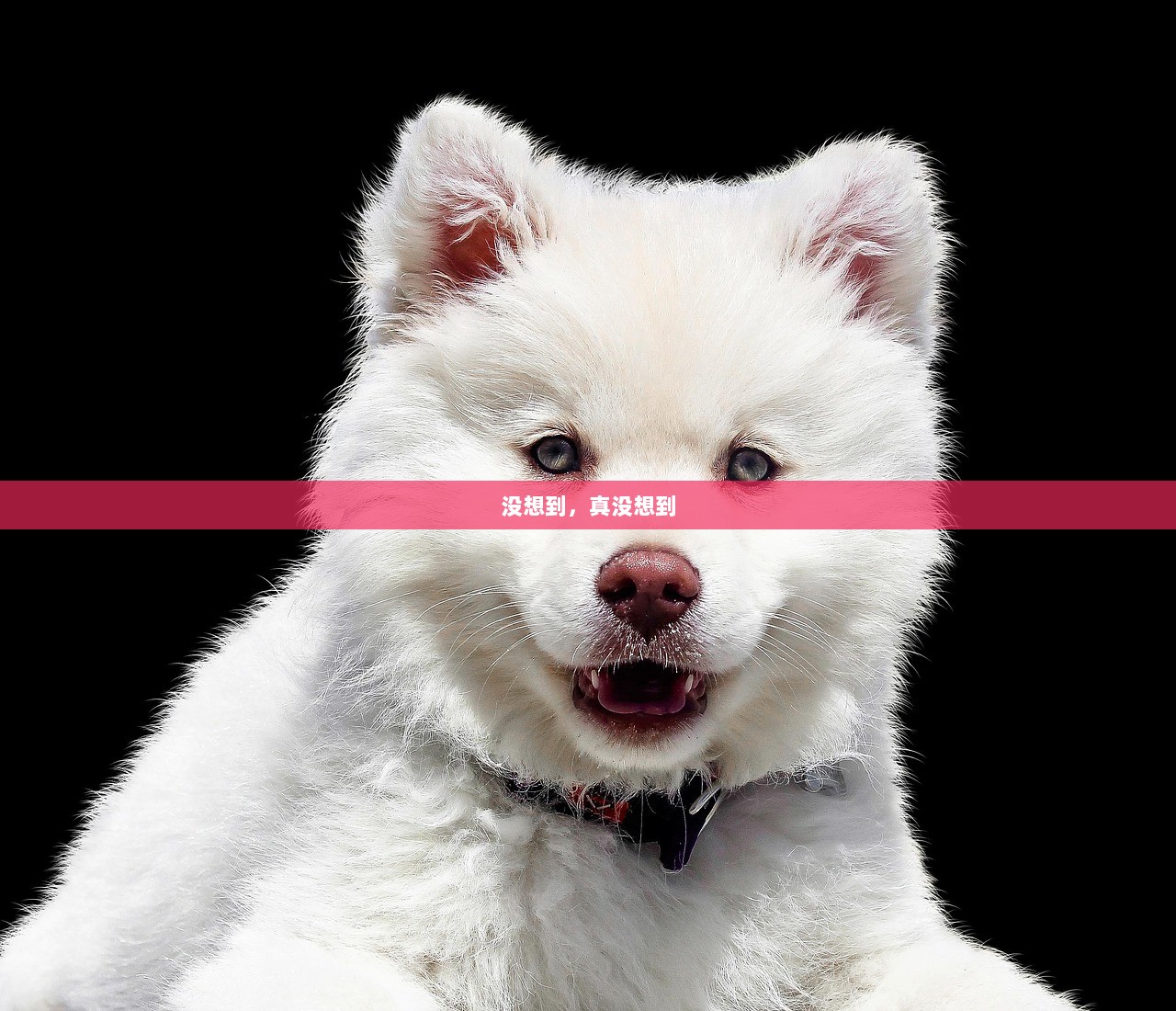 没想到，真没想到