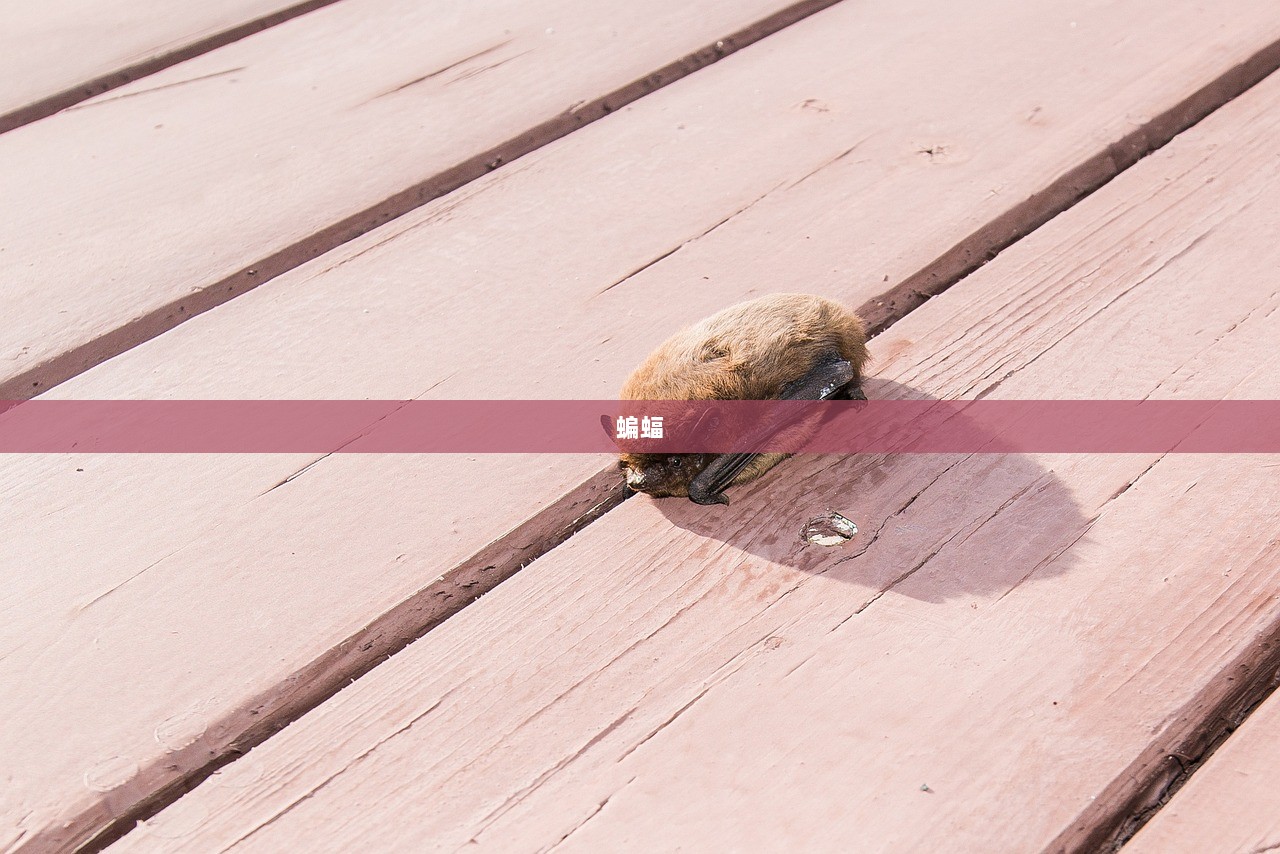 蝙蝠