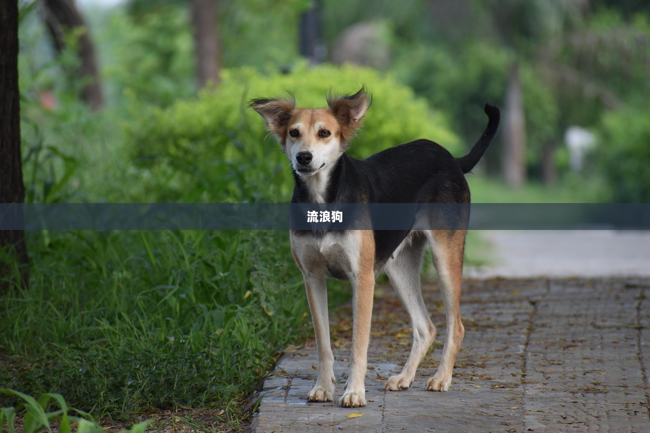 流浪狗