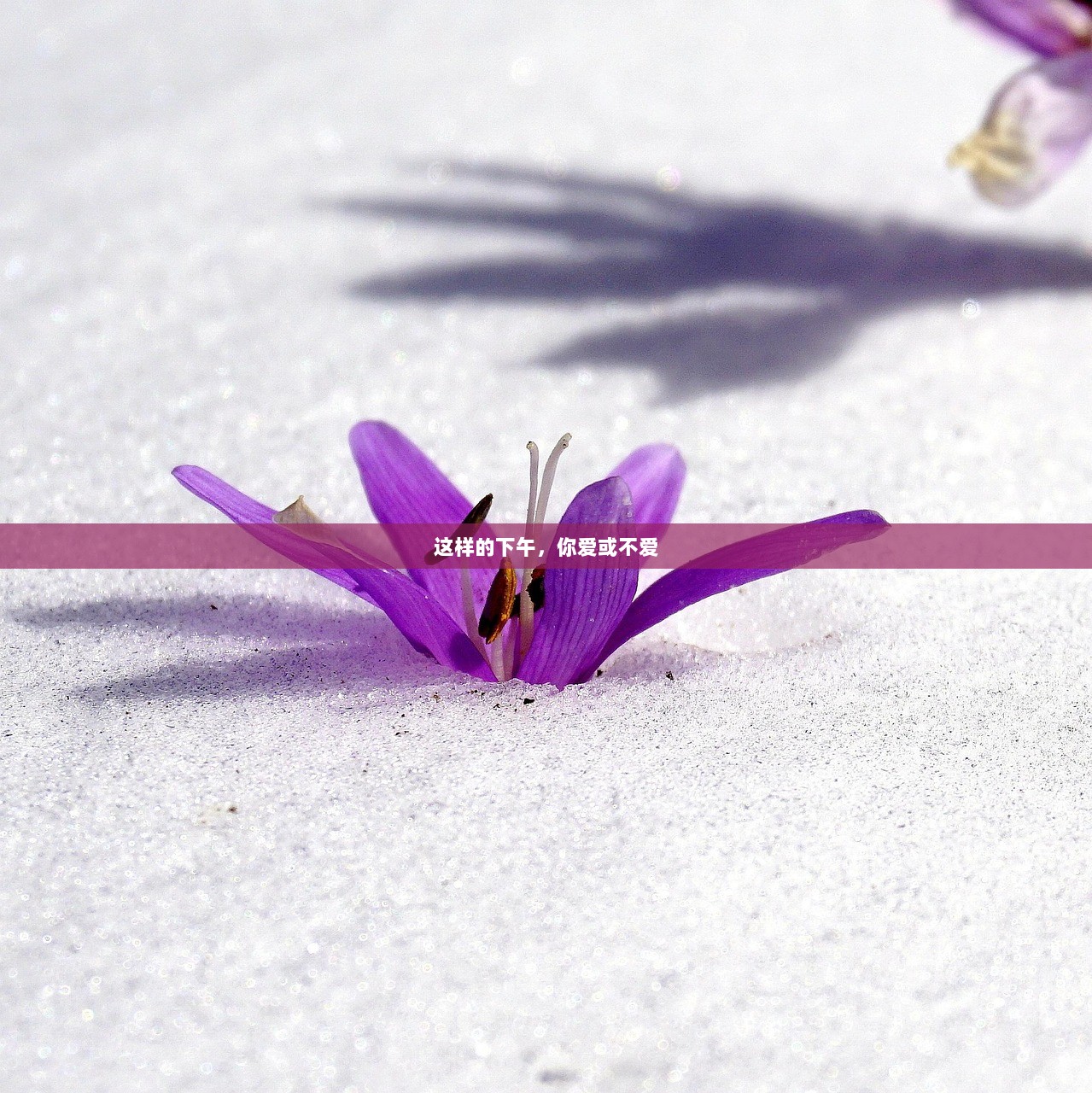 这样的下午，你爱或不爱