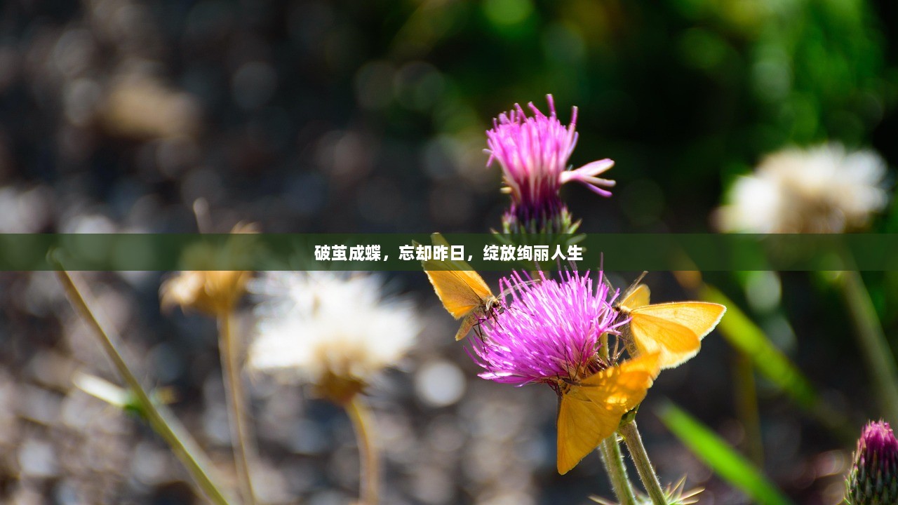 破茧成蝶，忘却昨日，绽放绚丽人生