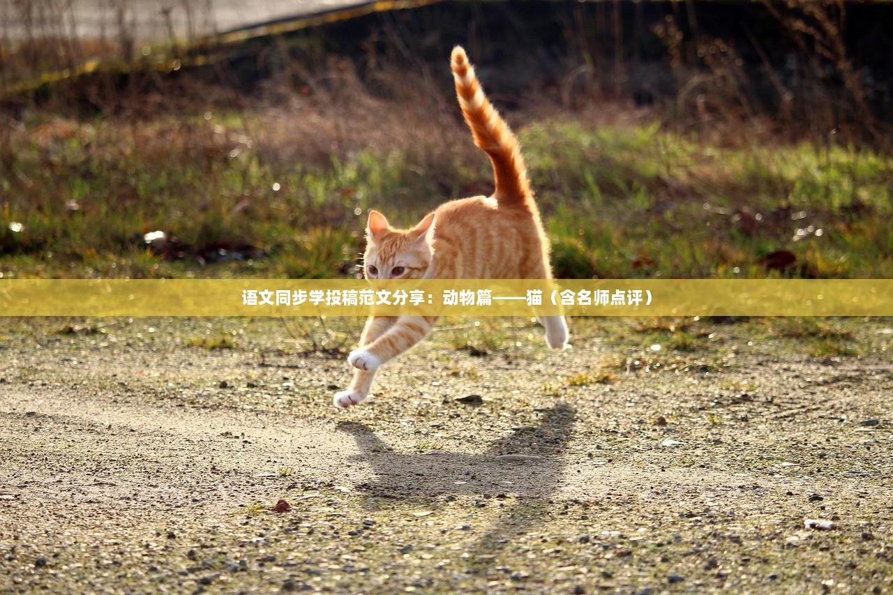 语文同步学投稿范文分享:动物篇——猫(含名师点评) 第1张 语文同步学投稿范文分享:动物篇——猫(含名师点评) 第1张