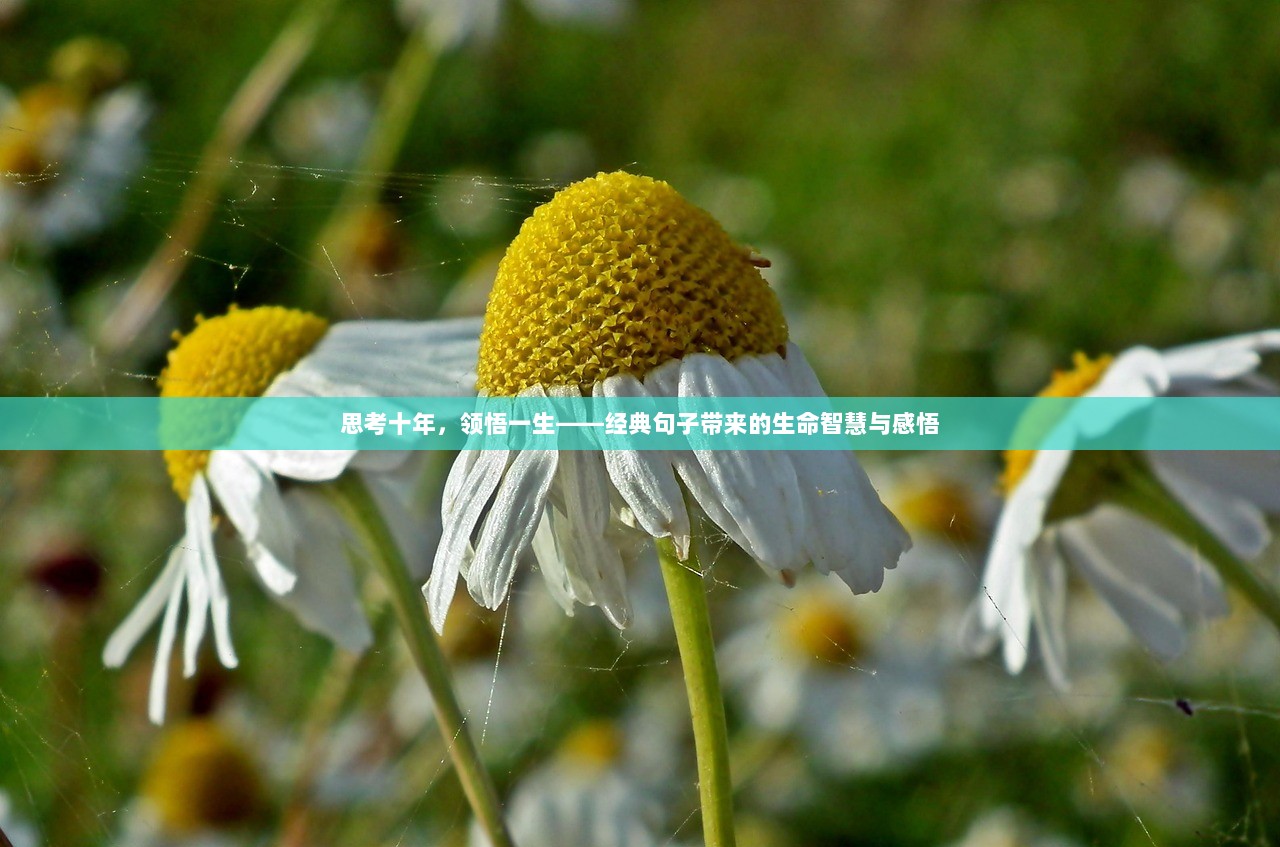 思考十年，领悟一生——经典句子带来的生命智慧与感悟