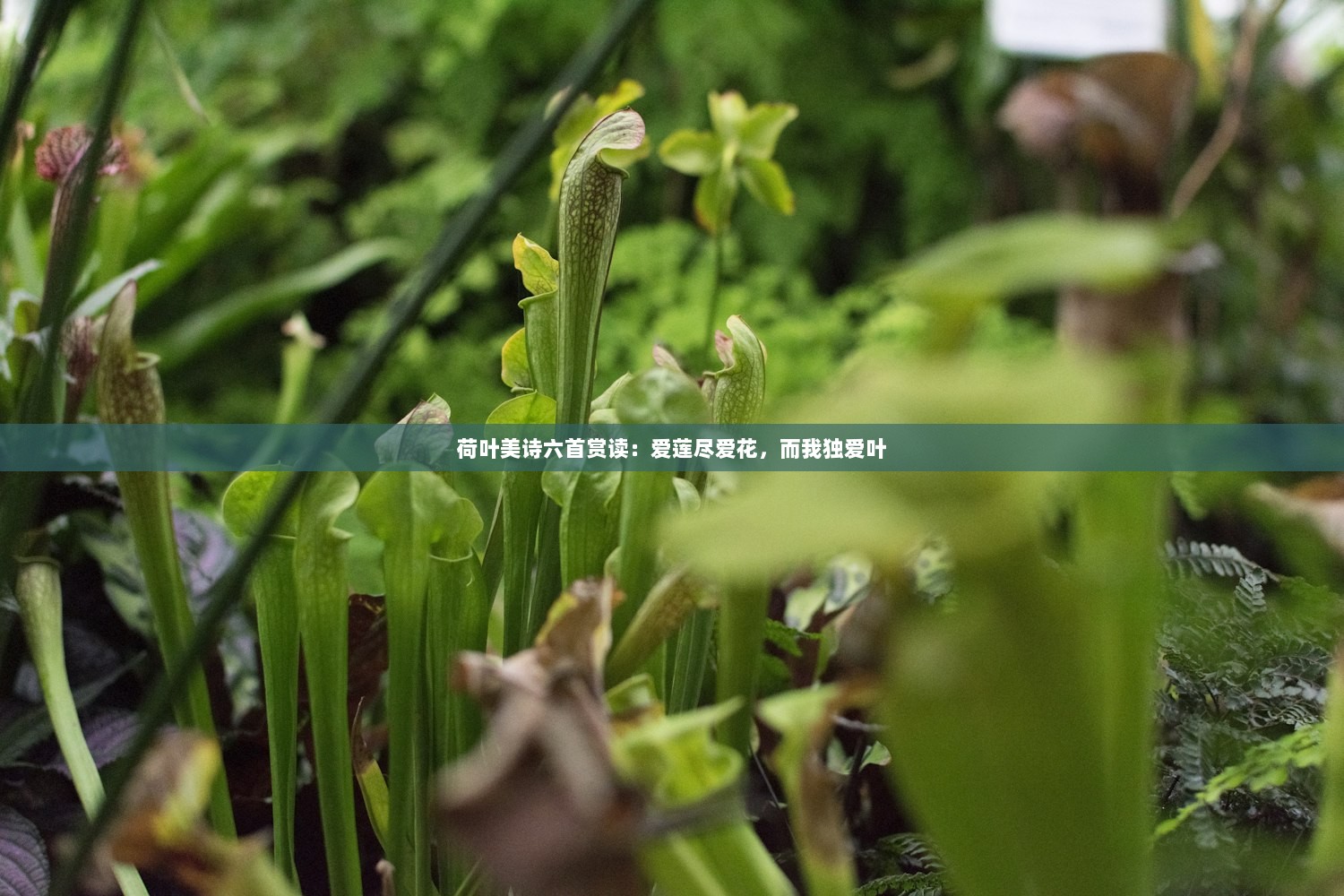 荷叶美诗六首赏读：爱莲尽爱花，而我独爱叶