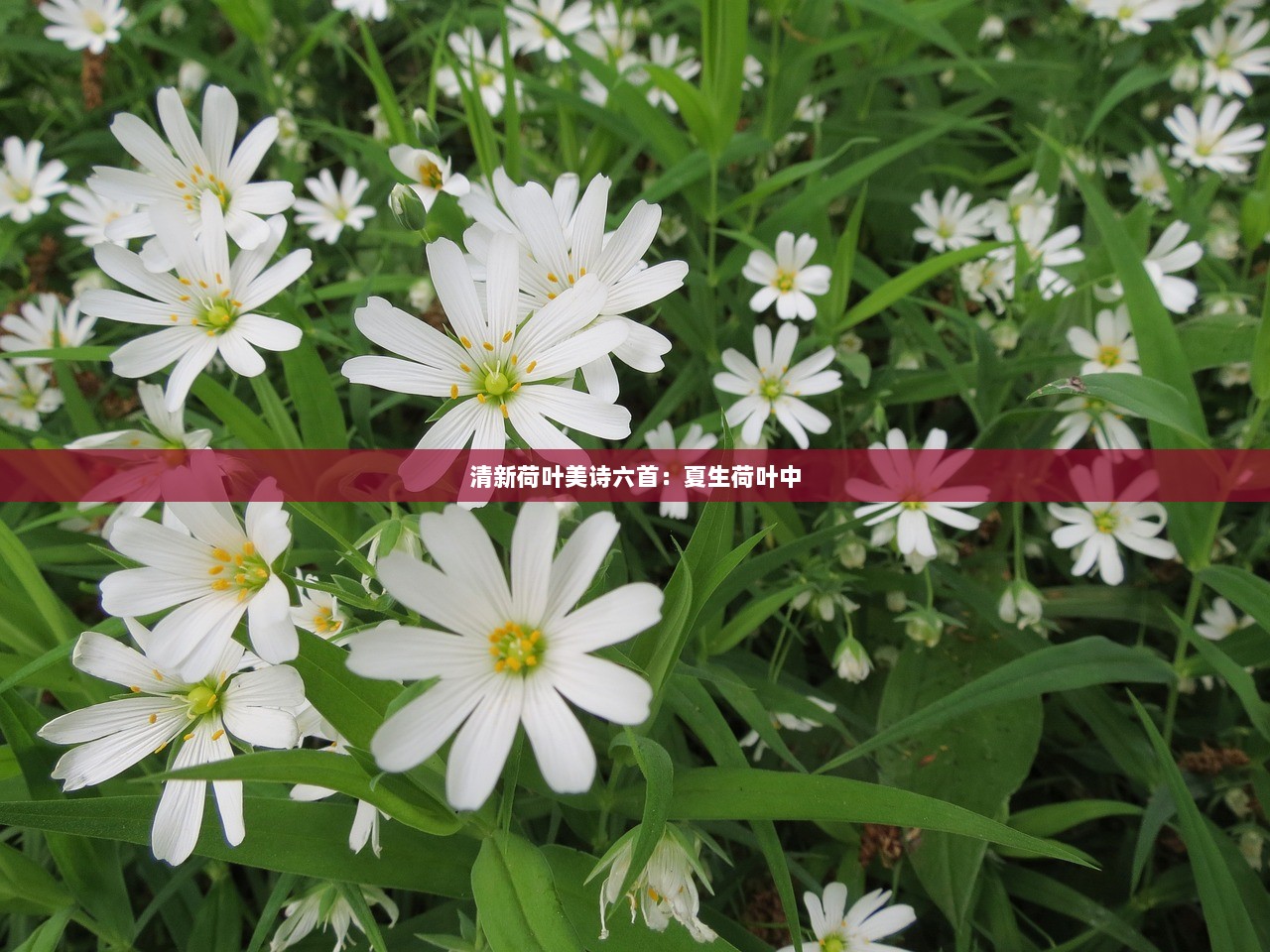 清新荷叶美诗六首:夏生荷叶中 第1张 清新荷叶美诗六首:夏生荷叶中 第1张